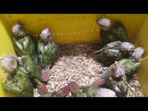 hand feeding baby green cheek conure