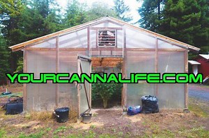 56K views · 313 reactions | Cannabis Greenhouse Tour! Potential...