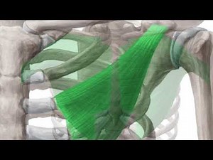Bench Press Anatomy