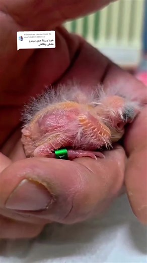 Réponse à @user51584014366155 Lovers of dark yellow canaries💛💛💛 #canari #canary #yellow #canaries #birds