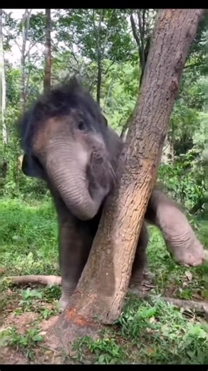 Beautiful Elephants #Animals #elephant #cuteelphant #wildlife | Elephant World