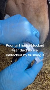 Horse Eye Health: Unblock Tear Ducts and Eye Cleaning Tips