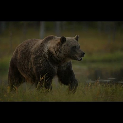 The Atlas bear: Africa's last native bear - HM Shorts