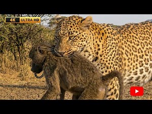 Leopard Hunts Baboon In Broad Daylight | jungle survival | African Wildlife Chronicles