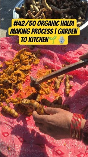#42/50 Organic Haldi Making Process | Garden to Kitchen🌱🪬