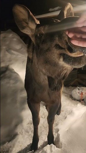 Moose Enjoys Making Friends With Humans || ViralHog