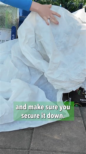 Protect your citrus from a hard freeze. Mary @nelson_water_gardens shows how to wrap, protect, and prevent freeze damage on your citrus plants. | HomeShow Garden Pros Radio