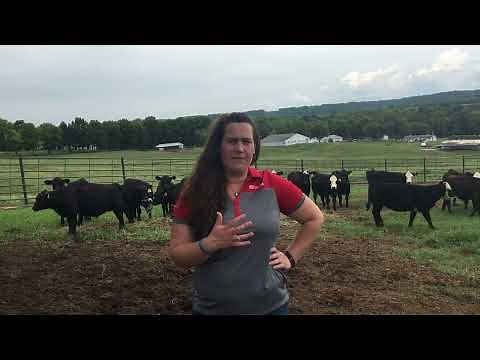 Cattle Tech Talk: 5 Tips for Weaning Calves