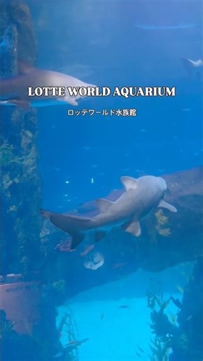 LOTTE World Aquarium | spending a day at immersive underwater tunnels