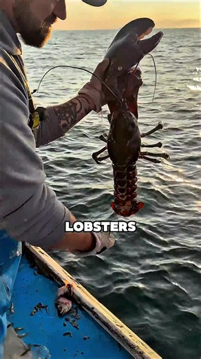 Why Fishermen Throw Back the Biggest Lobsters