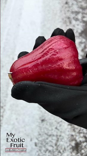 Meet the Rose Apple …crisp, juicy, and delicately fragrant 🌸🍎