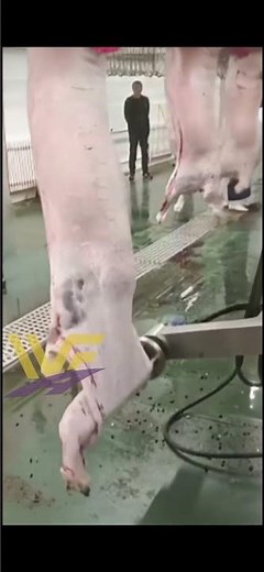 Amazing how the work sheep skin machine goat slaughterhouse equipment