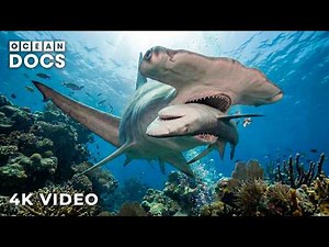 GREAT BARRIER REEF | Hidden Hunters of the Ocean’s Depths | Nature Animal Documentary