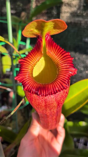 What Did This Nepenthes Catch Today?