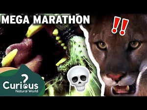 DEADLY Attacks From BRUTAL Predators! 💀😭 | Human Prey - MEGA MARATHON | Curious?: Natural World