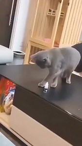 «POV: Your cat did something bad but is too cute to punish…» 🤣 | Masya & Masik