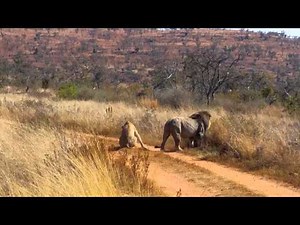 Lions Mating = Angry Lioness