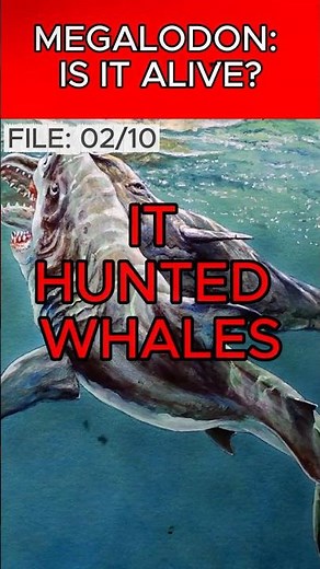 Megalodon vs Whale: The Brutal Hunting Tactic