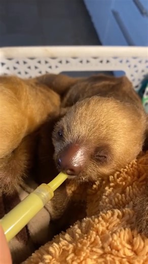The cutest little sloths | Sloth Lovers