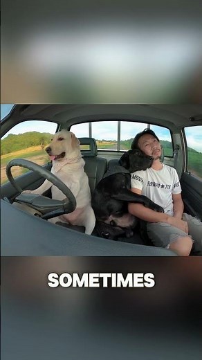 Can a Dog Really Drive a Car? Watch This!
