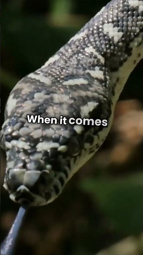 Snake vs Human: How Close Is Too Close?