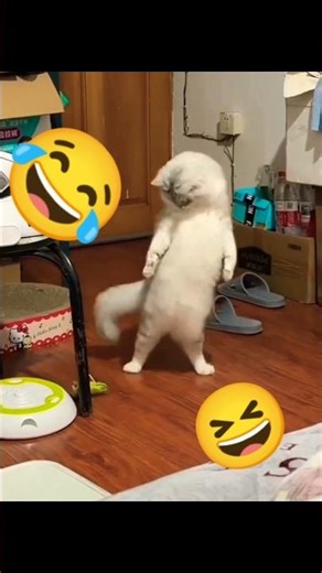 Cats Being Pure Chaos 😂🐱 | Funniest Cat Moments | Chaos Critters