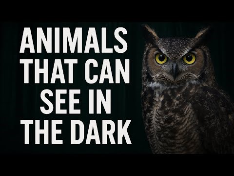5 Animals That Can See in the Dark 🌙 | Incredible Night Vision