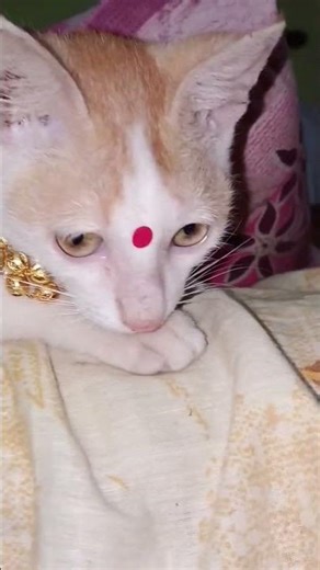 🧿🧿Animals lovers#pet lovers❤️❤️#you tibe#short#@Ishita Paul-623