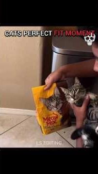 perfect fit moment of cats 💀