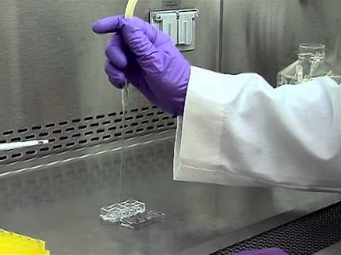 Fluorescent Labeling of COS-7 Expressing SNAP-tag Fusion Proteins for Live Cell Imaging