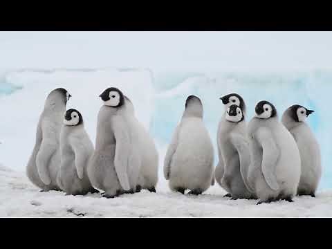 Emperor Penguin chicks in Antarctica. 可愛いコウテイペンギンのヒナ