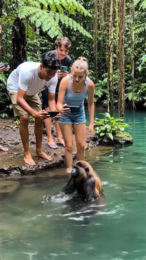 People use camera take pictures monkey swimming