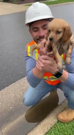 Golden Retriever Rescue in a Storm Drain