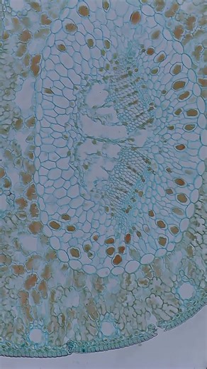 When you look at this pine leaf cross section under the microscope, one of the most striking features is the overall organization of tissues into a compact, highly adapted structure. Pine leaves—often called needles—are designed to survive harsh, dry, and cold environments. Their internal anatomy reflects this, with thickened tissues, reduced air spaces, and specialized cells that help minimize water loss. The entire leaf is wrapped in a tough epidermal layer with a thick cuticle, which acts as 