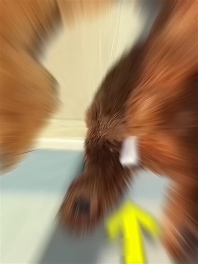 Perrito que se esconde de su dueño todos los días
