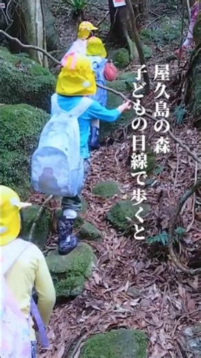 屋久島の森、子どもの目線で歩くと｜尾之間文化の森での自然保育【あゆみの森こども園】