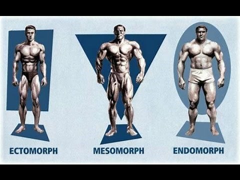 Que tipo de Cuerpo tengo | Endomorfo, Ectomorfo y Mesomorfo | Somatotipos | Gym
