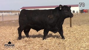 Lot 70: Frank Cattle & Genetics - Angus & Red Angus Bull Sale