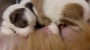 OliveGrove Estate BorderCollies on Reels