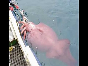 Unusual and Weird Deep Sea Creatures