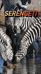 Zebras And Wildebeests Drinking Together In The Serengeti #wildlife #animals #safari