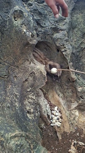 local civet in a large rock #shortvideo #viral #trending #nature #video #games #humor #india