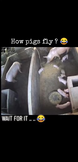 pigs can fly haha #hahahahaha #shortfunnyvideosxd #fyppp #foryou #fypシ゚viral #pigs #funnyanimals #😂😂😂