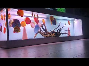 700 Liters Discus Tank owned by Serkan Caninsan. Sometimes less is more