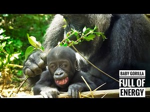 Baby Gorilla Ready to explore | SANTARO | Kyoto Zoo