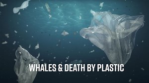 New York state has banned single-use plastic bags