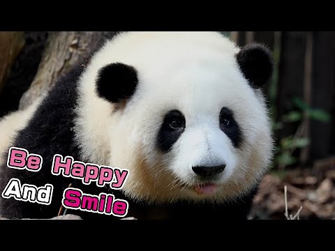 Smile At Life With Pandas | iPanda