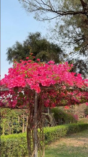 Spring Colors Explosion 🌺 Mesmerizing Flower Transition