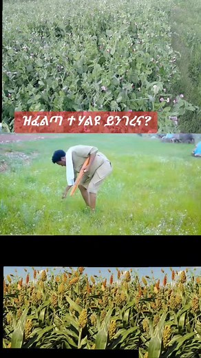 ሸዊት ስገም🌾•{😘🇪🇷🦅} ። (@shewitsgem3)’s videos with original sound - ሸዊት ስገም🌾•{😘🇪🇷🦅} ።