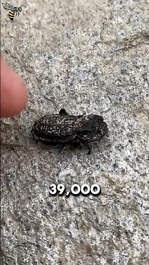 The Uncrushable Beetle Scientists Can’t Stop Studying #animalfacts #wildlife #facts